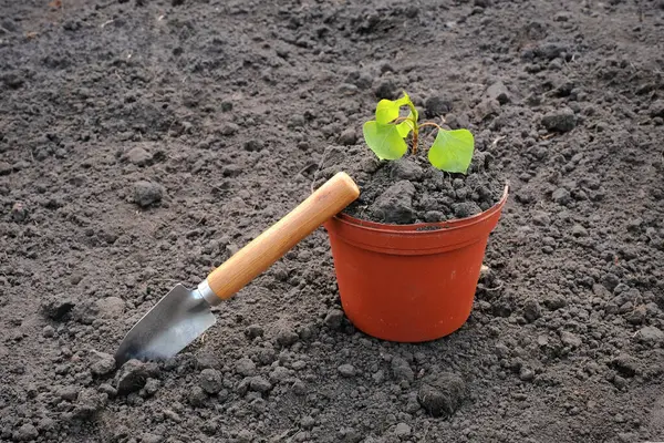 Kertészkedés Seedlings Egy Kerti Lapocka Földön — Stock Fotó