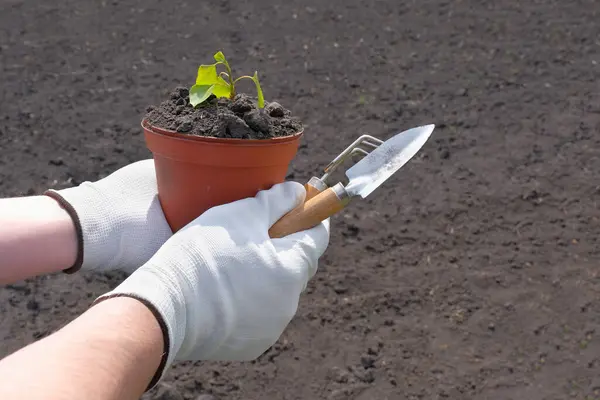 庭の農民の手にある植物と園芸用具 オーガニックガーデニング 生態学の概念 — ストック写真