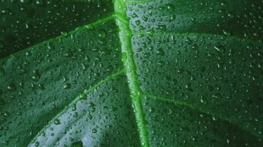 damla su yaprak yeşil dokusu.