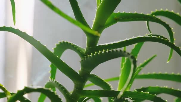 Aloe Vera Pflanze Einem Sonnigen Tag Durch Die Blätter Home — Stockvideo