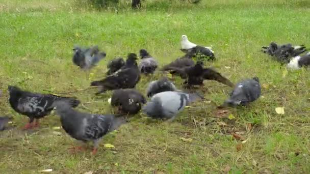 공원에서 잔디에 비둘기의 — 비디오