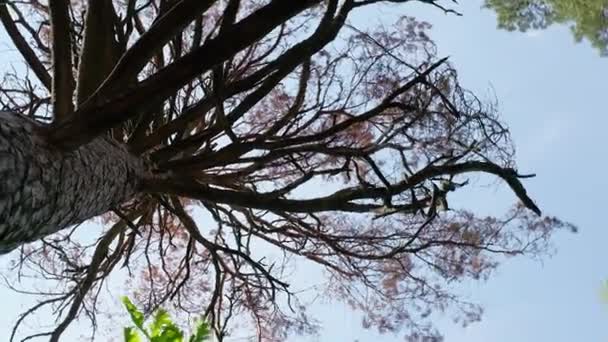 Mavi Gökyüzüne Karşı Bir Ağaç Gövdesinin Kuru Dalları Alt Görünüm — Stok video