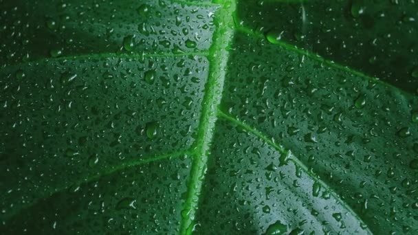 Tropical Com Água Chuva Cai Closeup Texture Folhas Natureza Fundo — Vídeo de Stock