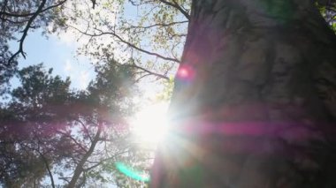 Güneşin parlak ışığı ağaçların dallarından gökyüzüne karşı. Ağaç gövdesinin kuru dalları.