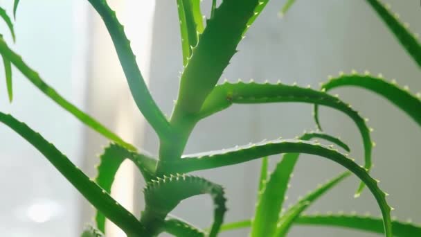 Roślina Domowa Aloes Vera Zbliżenie Słoneczny Dzień Sukulentne Liście Płytka — Wideo stockowe
