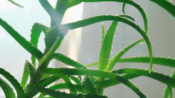 Φυτό Αλόης Βέρα Μεγαλώνει Κοντά Μια Ηλιόλουστη Μέρα Φαρμακευτικό Φυτό — Αρχείο Βίντεο