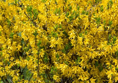 Parlak sarı çiçekli arka plan. Dekoratif çiçek bitkisi.