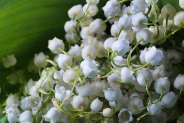 Yeşil arka planda vadi çiçeğinin zambakları. Bir buket taze çiçek. Arkaplan.