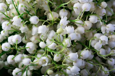 Arkaplan buketi. Vadi çiçekleri çiçek açar. Makro fotoğraf doğası.