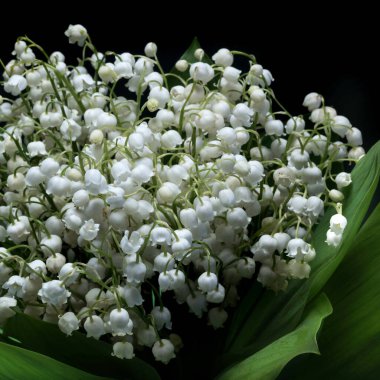 Siyah izole edilmiş arka planda, vadinin güzel zambaklarına yaklaş..