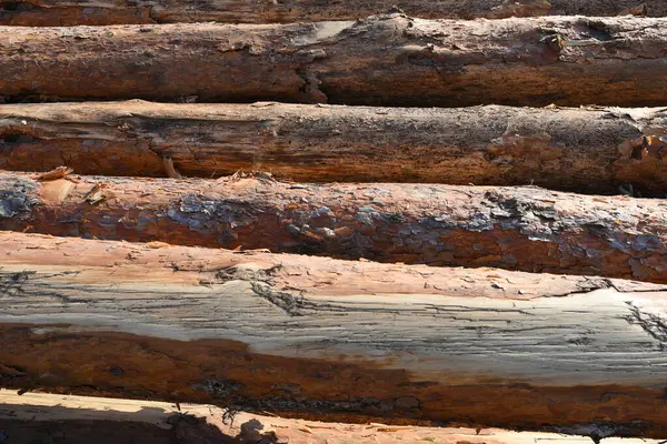 Příprava Stromu Dřevěné Pozadí — Stock fotografie