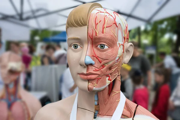 Людська Модель Анатомії Вуличній Виставці — стокове фото