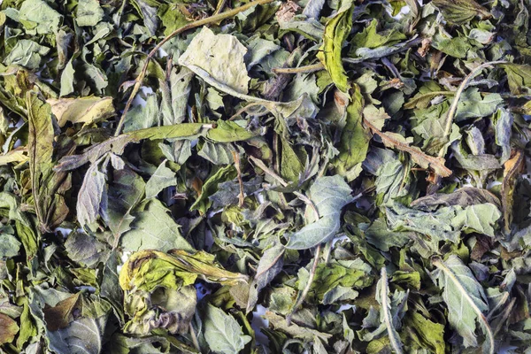 Suché Ovoce Zelený Čaj Pozadí — Stock fotografie