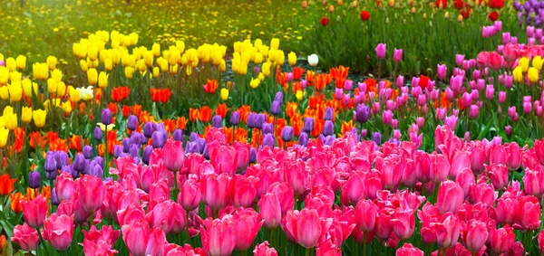 Pole Kwiatów Tulipanów Wiosenne Tło Natury Kolorowe Tulipan Zdjęcie Tło — Zdjęcie stockowe