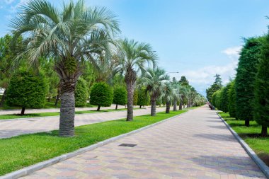 Güneşli bir günde güzel bir park.