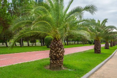 Palmiye ağaçlarının olduğu setten. Dinlenme Parkı.