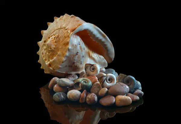 Πέτρες Της Θάλασσας Κέλυφος Αντανάκλαση Στο Στούντιο Στο Μαύρο Απομονωμένο — Φωτογραφία Αρχείου