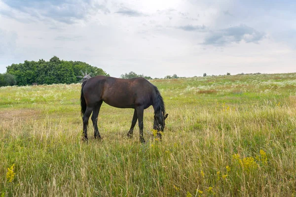Horse, standing on a yellow field, Horse in the nature.