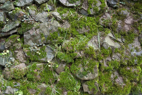 Gran Muro Piedra Musgo Fondo Pared Con Musgo Verde Primer — Foto de Stock