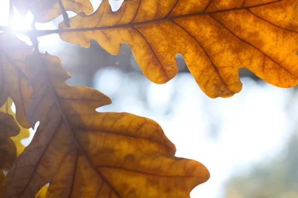 Herfst Bladeren Abstracte Achtergrond — Stockfoto