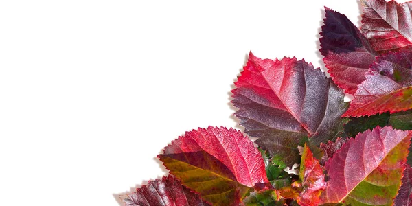 Осенние Листья Изолированы Белом Фоне Абстрактный Фон — стоковое фото