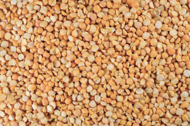 Bir Chow-Chow köpeği şehir parkında yürüyor. Yaşam biçimi.