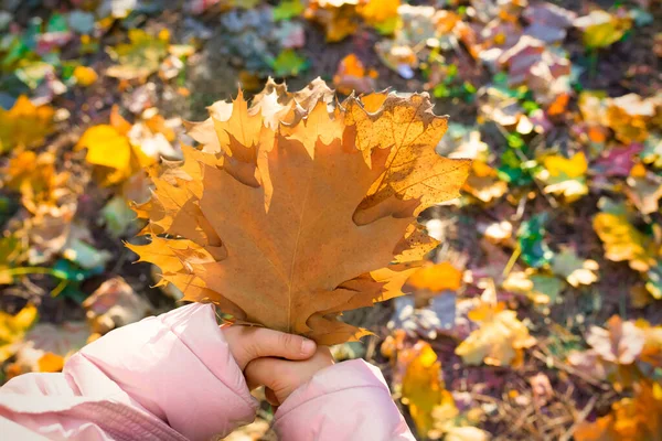 Sonbahar Parkında Sarı Akçaağaç Yapraklarını Tutan Çocukların Elleri — Stok fotoğraf