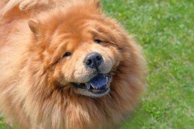 Bir Chow-Chow köpeği şehir parkında yürüyor. Yaşam biçimi.