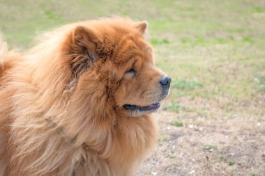 Parktaki güzel köpek mamaları. Bir chow chow portresi.