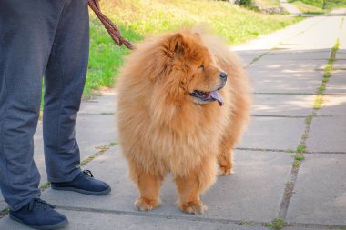 Kırmızı köpek Chow Chow parkta yürüyüşe çıktı. Köpekleri gezdir..