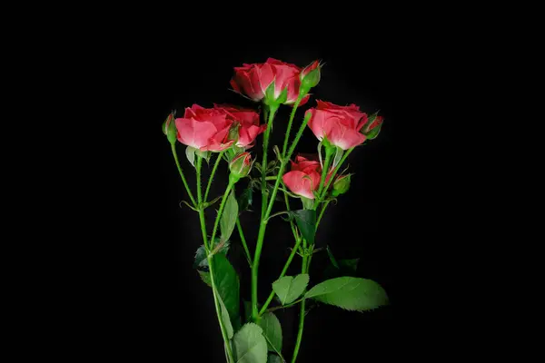 Красные Розы Черном Фоне Студии Вид Сверху — стоковое фото