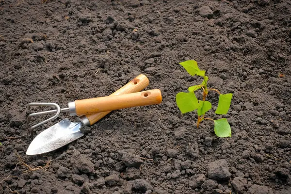 Herramientas Jardín Brote Árbol Frutal Sobre Fondo Tierra Trabajos Jardinería — Foto de Stock