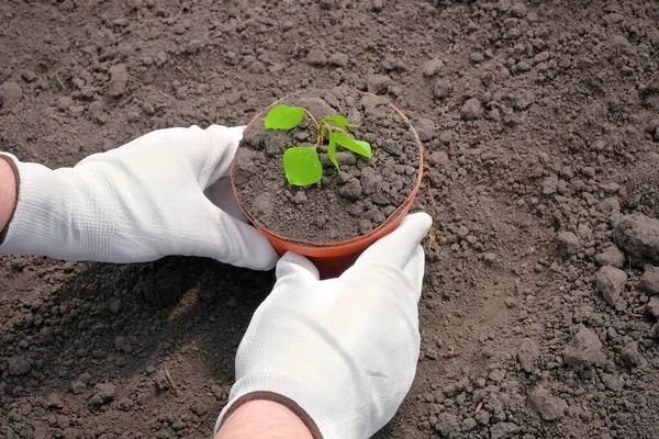 手袋の農民の手と肥沃な土壌の背景に若い植物が付いている鍋 春庭園のコンセプト — ストック写真