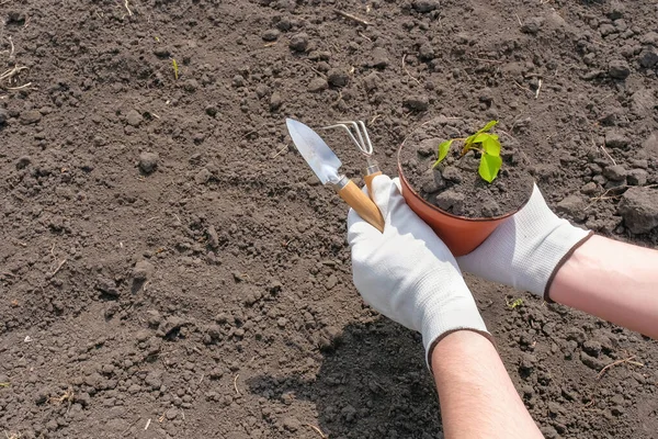 Mains Jardinier Avec Outil Une Fleur Dans Potager Transplantation Plantules — Photo