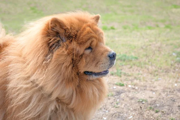 Beautiful chow chow dog in the park. Portrait of a chow chow.