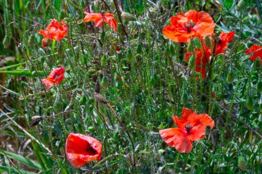Yeşil bir tarlada gelincik çiçekleri. Haşhaş tarlası.