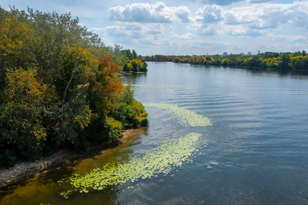 Blooming green algae on the river. Water pollution of rivers and lakes by harmful algal blooms.