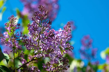 Mavi gökyüzüne karşı güneşli bir bahar gününde leylak dalı.