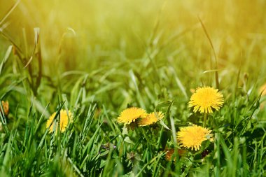 Güneşli bir günde sarı karahindibalı yeşil çayır. Doğa arkaplanı