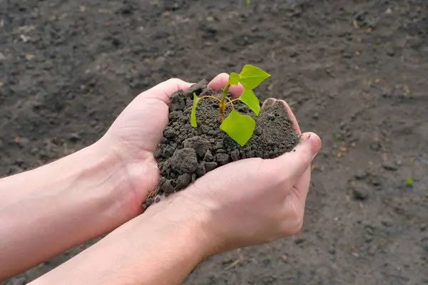 農家は土に苗を植えています オーガニック農業 春のシンボルとエコロジー ガーデニング エコロジーの概念 — ストック写真