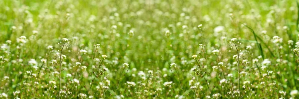 Зелена Трава Природі Розмитому Зеленому Тлі Абстрактний Фон Природи Трави — стокове фото