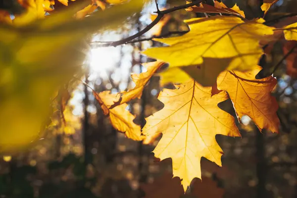 Close Van Herfstbladeren Met Gele Bomen Zon Het Park Natuurlijke — Stockfoto