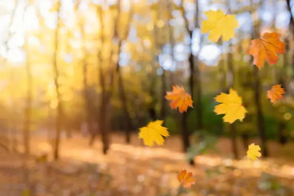 Vallende Herfst Laat Natuurlijke Wazige Achtergrond Prachtig Herfstpark Met Gele — Stockfoto