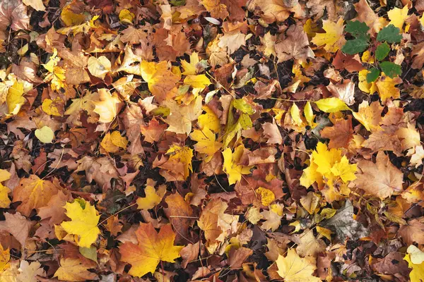 Geel Oranje Herfst Bladeren Achtergrond Uitzicht Van Bovenaf — Stockfoto
