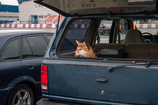 Cane Nel Bagagliaio Una Macchina Nel Parcheggio Guarda Lato — Foto Stock