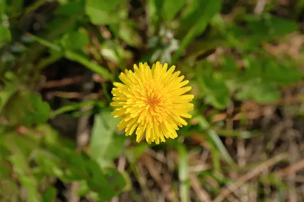 黄色蒲公英花的头像 黄色蒲公英的春草地 — 图库照片