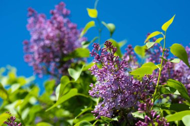 Güneşli bir günde mavi gökyüzünde açan leylak dalları. İlkbaharda açan leylak çalısı.