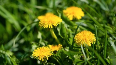 Yellow dandelions in green grass on a sunny day. Flowers of spring. clipart