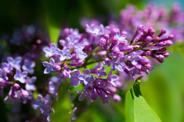 Güneşli bir bahar gününde güzel bir leylak dalı. Bahar çiçekleri, çiçekli arka plan..