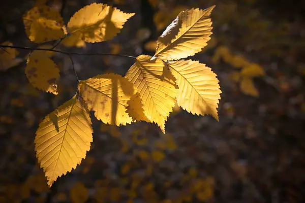 Gele Herfstbladeren Het Park Een Zonnige Dag — Stockfoto